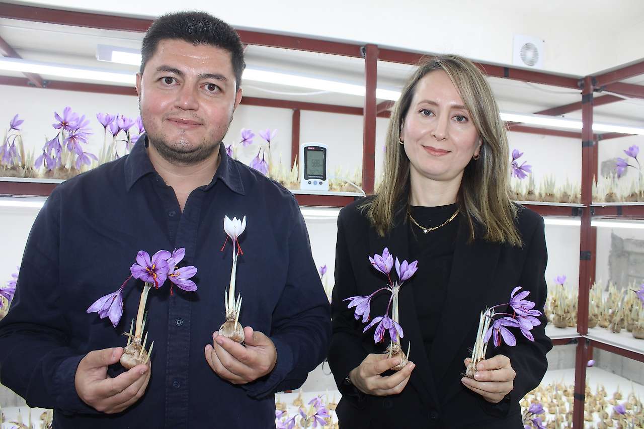 'Kayseri'de olmaz' denilen safranda ilk hasat yapıldı